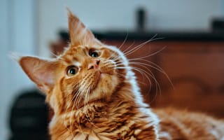 Картинка кот, рыжий, игривый, усы