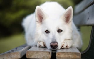 Картинка собака, белый, на лавке, пес
