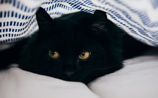 Картинка кот, черный, лежит, под одеялом, притаился