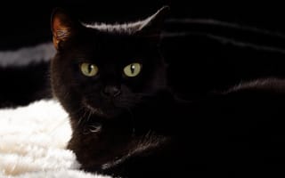 Картинка кот, черный, большие глаза