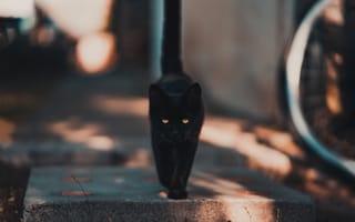 Картинка кот, черный, улица, кошка