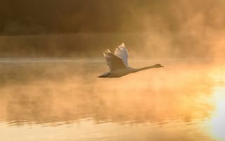 Картинка лебедь, полет, на закате, испарение, крылья, туман, озеро