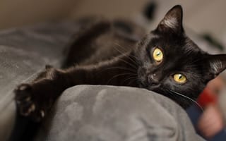 Картинка кошка, черная, взгляд