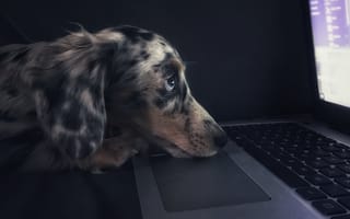 Картинка собака, клавиатура, ноутбук