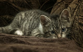 Картинка котенок, одеяло, плед, коричневый