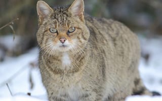 Картинка кот, морда, толстый, зима