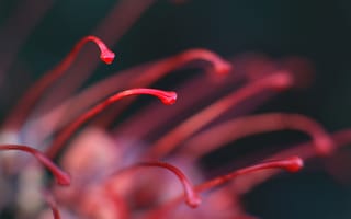 Картинка цветок, бордовый, ликорис