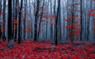 Картинка лес, осень, Осенний лес, красные листья