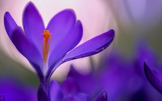 Картинка цветок, крокусы, фиолетовый