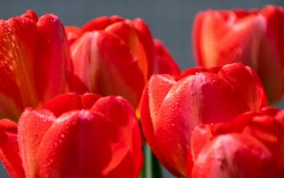 Картинка тюльпаны, бордовые, цветы, красные, бутоны