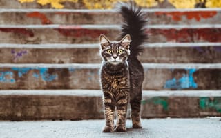 Картинка кот, хвост, ступеньки