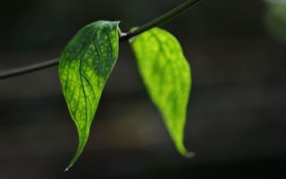 Картинка листья, ветка, зеленый лист