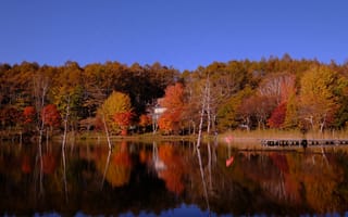 Картинка осень, лес, Осенний лес, река, красный лес