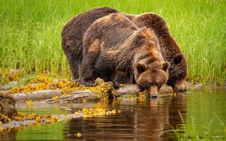 Картинка медведи, водопой, бурый, трава