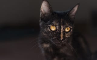 Картинка котенок, черный, уши, взгляд, карие глаза