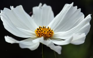 Картинка цветок, белый, тычинка, лепестки