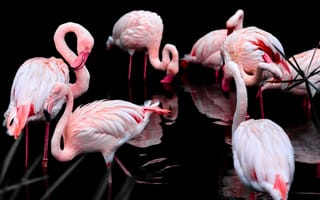 Картинка фламинго, розовый, черный, птицы