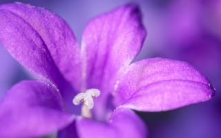 Картинка цветок, фиолетовый, макро, бутон, лепестки