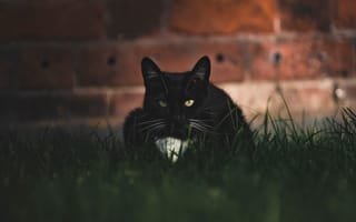 Картинка кот, черный, в траве, на газоне, кирпичная стена