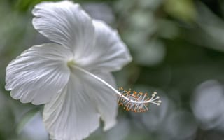 Картинка гибискус, белый, пестик, цветок