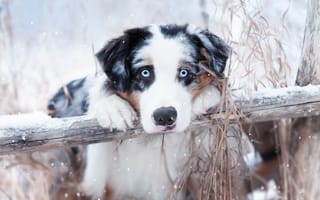 Картинка собака, голубые глаза, жердь
