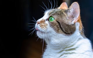 Картинка кот, зеленые глаза, морда