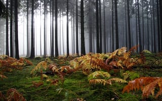 Картинка лес, туман, папоротник, ели, деревья, мох