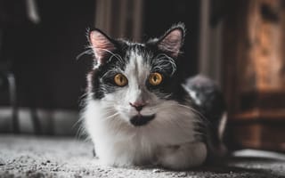 Картинка кот, морда, лежит, черно-белый
