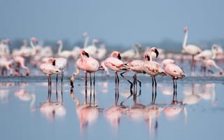 Картинка фламинго, розовые, стая, отражение, птицы