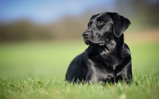Картинка собака, лужайка, черный, лежит, трава, лабрадор