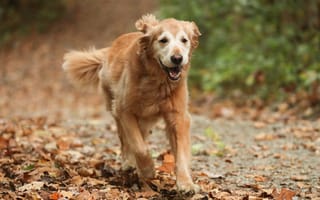 Картинка собака, золотистый ретривер, бежит, пес, бегущий