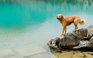 Картинка собака, водоем, на камне