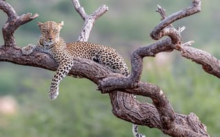 Картинка леопард, дерево, бревна