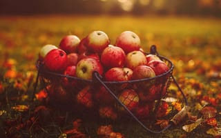 Картинка яблоки, корзина, осень, листья