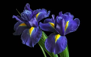 Картинка цветы, ирис, синие