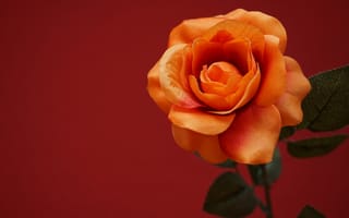 Картинка цветок, оранжевый, крупный план