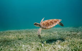 Картинка черепаха, океан, под водой, на дне