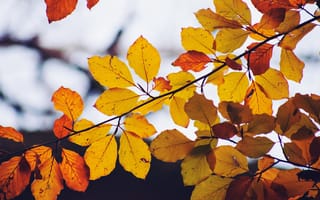 Картинка ветка, осень, оранжевые, листья, Осенняя ветка