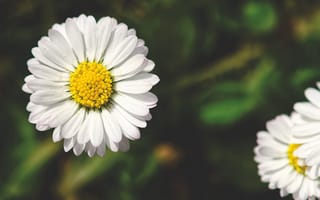 Картинка цветок, ромашка, лепестки, крупный план, белый