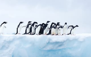 Картинка пингвины, зима, полюс, север, снег