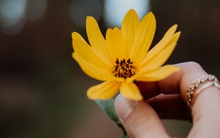 Картинка желтый, цветок, в руке