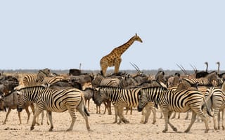 Картинка зебры, звери, стадо, жираф