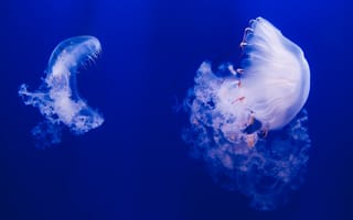 Картинка медуза, океан, глубина