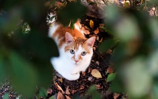 Картинка кот, взгляд, листья