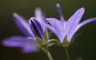 Картинка колокольчик, цветы, макро, фиолетовые