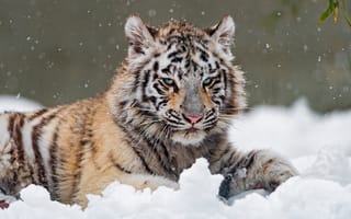 Картинка тигр, белый, лежит, на снегу