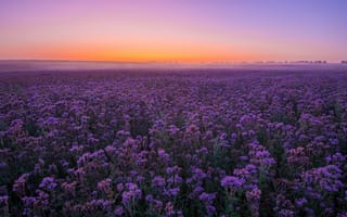Картинка лаванда, поле, фиолетовый, рассвет