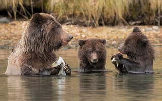 Картинка медведи, в воде, бурые, медвежата