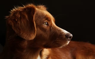 Картинка собака, морда, уши, взгляд, рыжий
