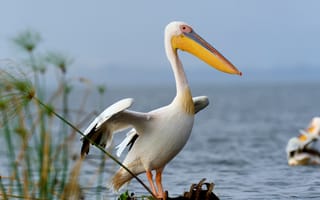 Картинка пеликан, водоем, озеро